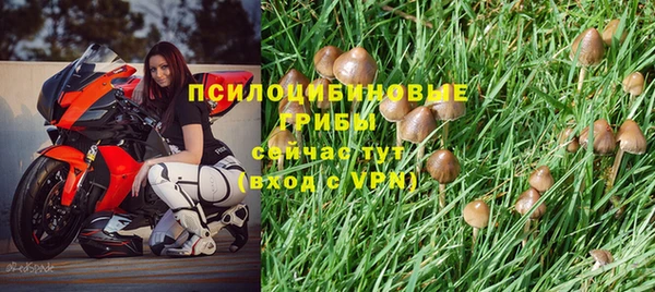 шишки Арсеньев